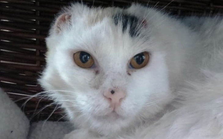 Zbiórka Lepsze życie dla Orana - zdjęcie główne