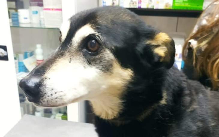 Zbiórka Fąfel- staruszek z chorym sercem - zdjęcie główne