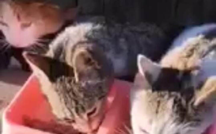 Zbiórka mamy 12 lat i dokarmiamy koty - zdjęcie główne