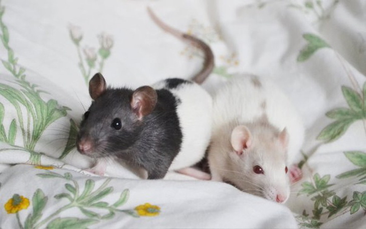 Zbiórka Spłata zaległości w "NiuniaWet" - zdjęcie główne