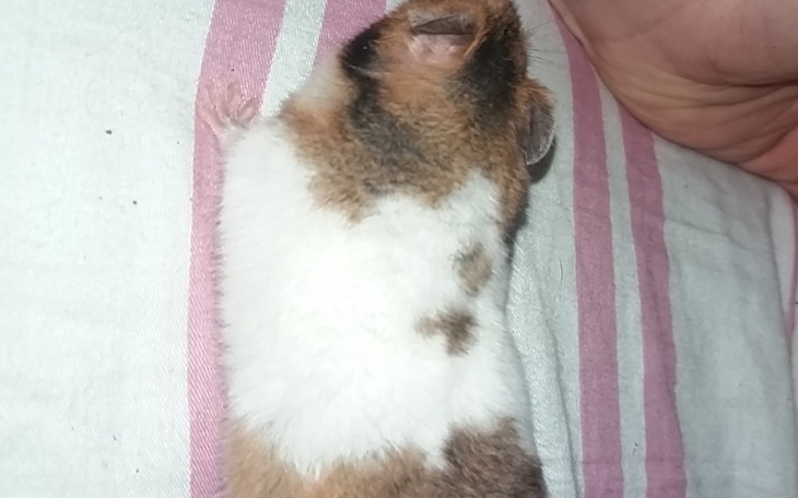 Zbiórka Karma dla moich chomikw - zdjęcie główne