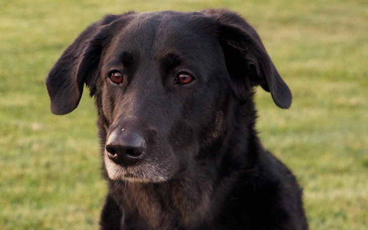Zbiórka Na zdrową łapę Cassie - zdjęcie główne