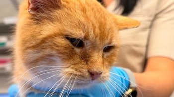 Zbiórka Nie pozwól Romkowi umrzeć. - miniaturka zdjęcia