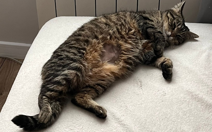 Kot leżący na łóżku, w wygodnej i relaksującej pozycji.