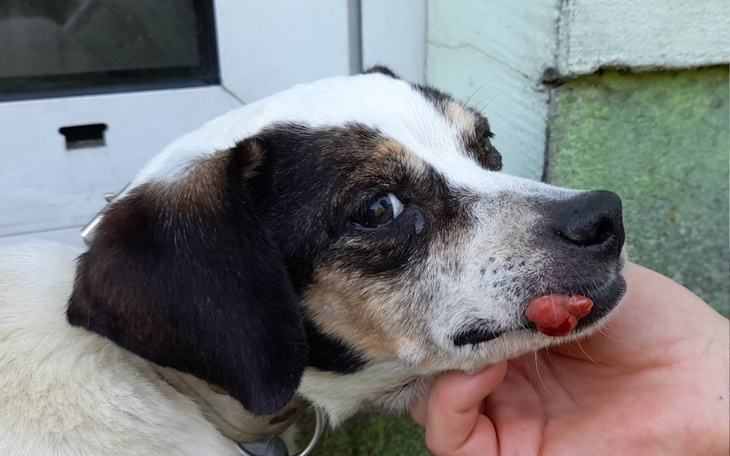 Zbiórka dla Kostki - zdjęcie główne