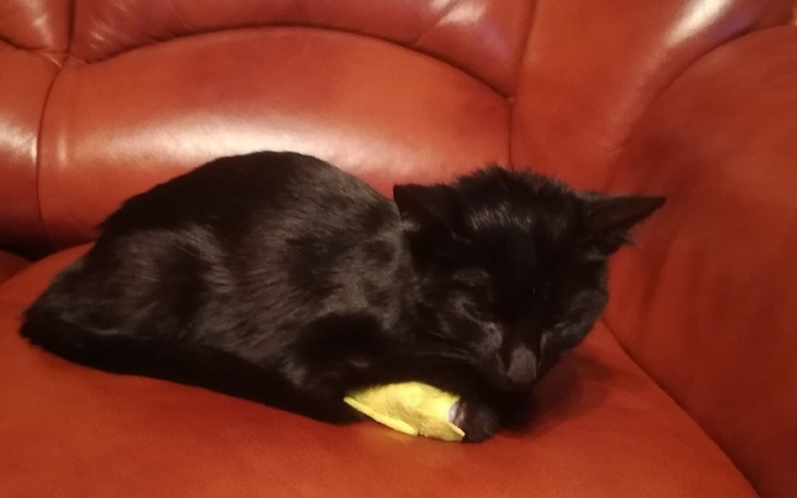 Zbiórka Leczenie kotki LUNA - FIP - zdjęcie główne