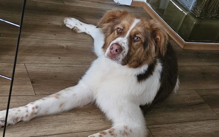 Pies leżący na podłodze, z wyrazem spokojnej twarzy.