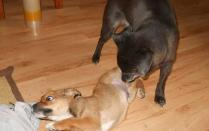 Zbiórka Zbieram na schronisko - zdjęcie główne