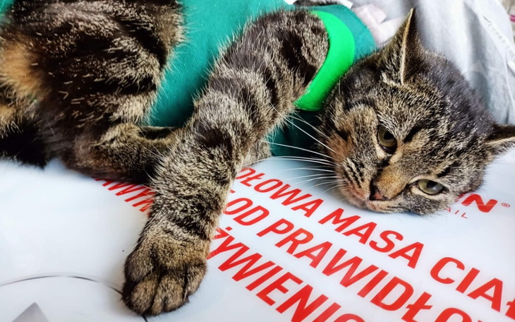 Zbiórka Leczenie działkowej kotki - zdjęcie główne