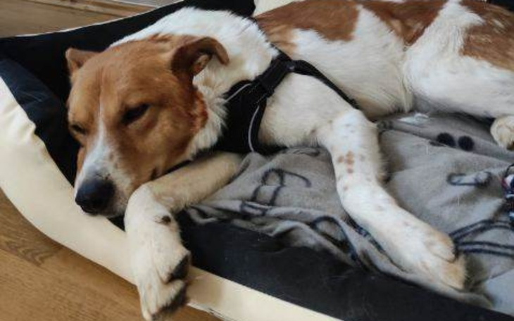 Zbiórka Pomoż Nam utrzymać Dextera - zdjęcie główne