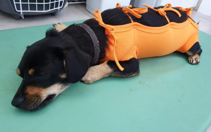 Zbiórka Sterylizacja wiejskiej suczki - zdjęcie główne