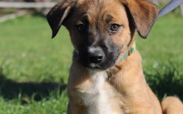 Zbiórka zbieram na pieska z fundacji - zdjęcie główne