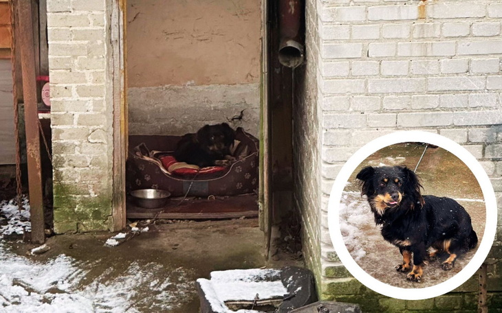 Pies w schronisku, czekający na adopcję.