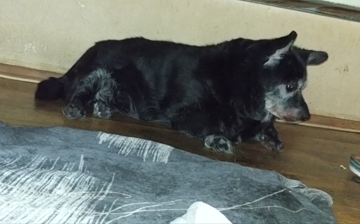 Zbiórka Pomoc dla psa i dla mnie - zdjęcie główne