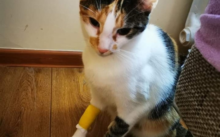 Koty bawiące się w przytulnym wnętrzu.