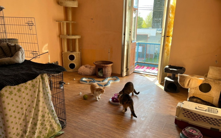 Zbiórka Kociarnia, 2 kwartał 2023 - zdjęcie główne