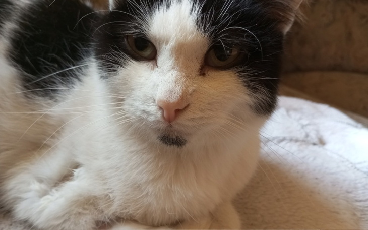 Zbiórka Adolf- wyrok, diagnoza FIP. - zdjęcie główne