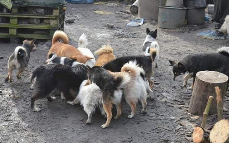 Zbiórka Stado psów i brak słów. - zdjęcie główne