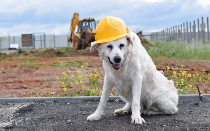 Zbiórka Budowa Staruszkowa - Schronisko - zdjęcie główne