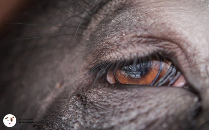 Zbiórka Drugie życie gospodarskich - zdjęcie główne