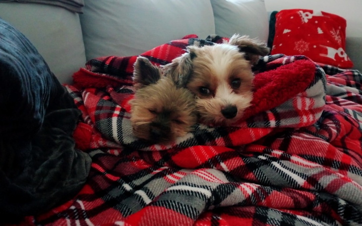 Zbiórka Dla psów i kotów w potrzebie - zdjęcie główne