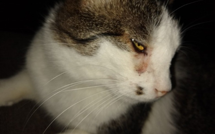 Zbiórka Niezbędna diagnostyka Straszka - zdjęcie główne