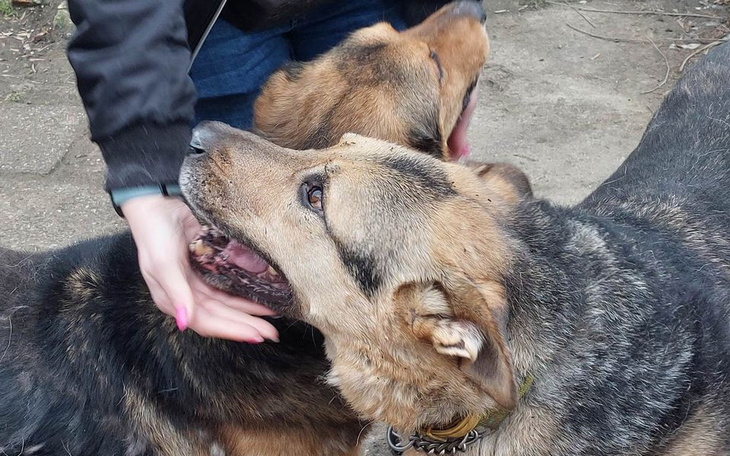 Zbiórka Urodzinowa na ogrodzenie - zdjęcie główne