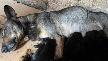 Zbiórka Matka 16 szczeniąt Ratujemy - miniaturka zdjęcia