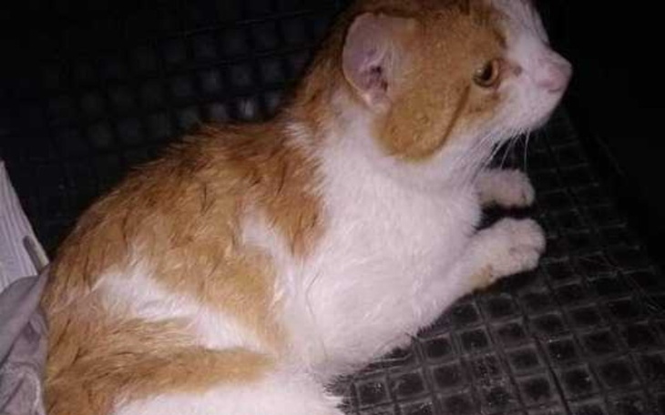 Zbiórka Potrącony Kotek Filemon - zdjęcie główne