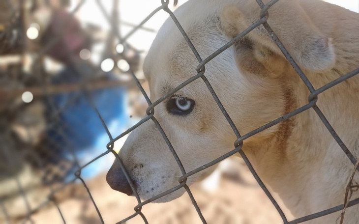 Pies patrzący przez ogrodzenie, z wyrazem tęsknoty w oczach.