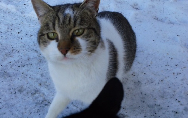 Zbiórka Pomoc kotom spod Radomia! PP! - zdjęcie główne