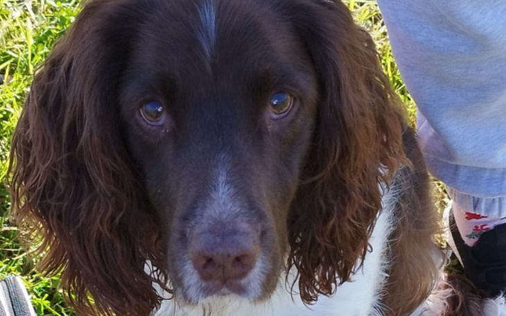 Pies rasy springer spaniel z brązowymi uszami i futrem.