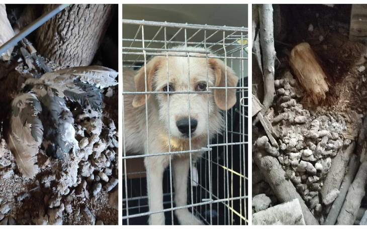 Zwierzęta w klatkach i ich otoczenie.