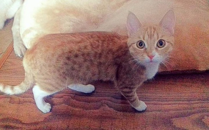 Zbiórka Sterylizacja kotki - zdjęcie główne