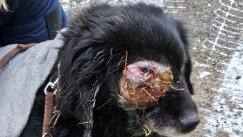 Zbiórka Psiak ,o którego właściciel dbał - miniaturka zdjęcia