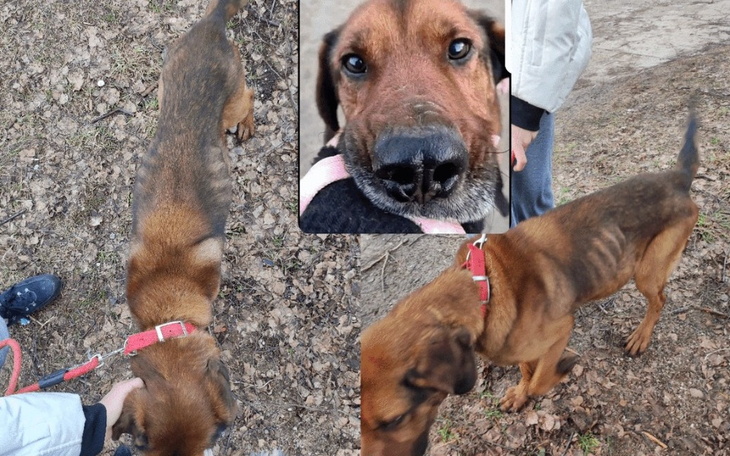 Zbiórka Na ratunek zagłodzonemu Norbiemu - zdjęcie główne