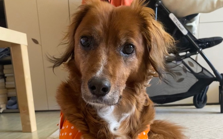 Zbiórka Tediś - rak nerki - zdjęcie główne