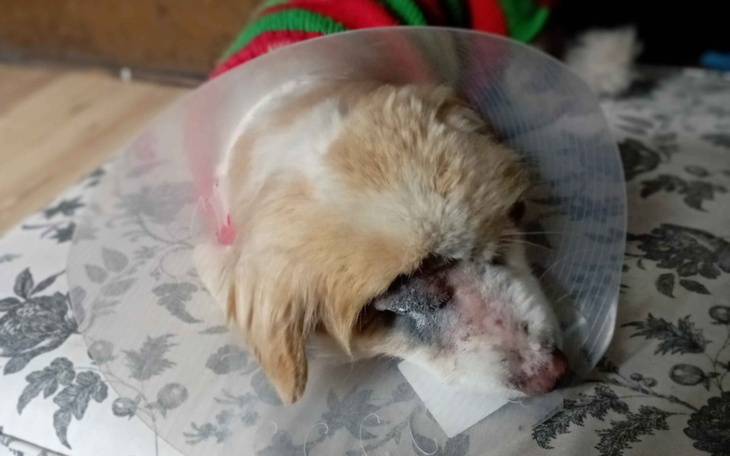 Pies w kołnierzu ochronnym po operacji.
