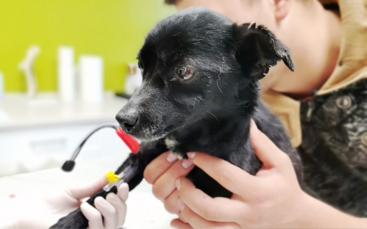 Zbiórka Mufinka walczy o życie, pomocy - zdjęcie główne