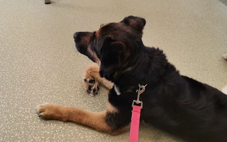 Zbiórka Pomóż mi wrócić do zdrowia-Lana - zdjęcie główne