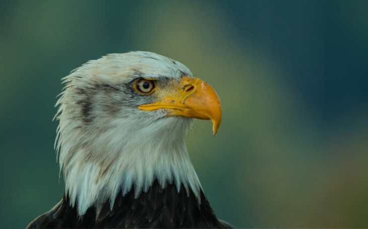 Zbiórka Projekt - AnimalsWorld100 - zdjęcie główne