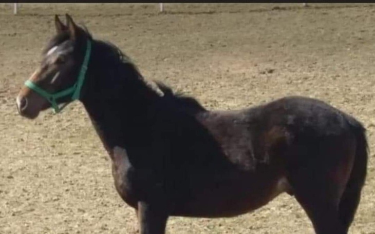 Zbiórka Rozwijanie hobby... - zdjęcie główne