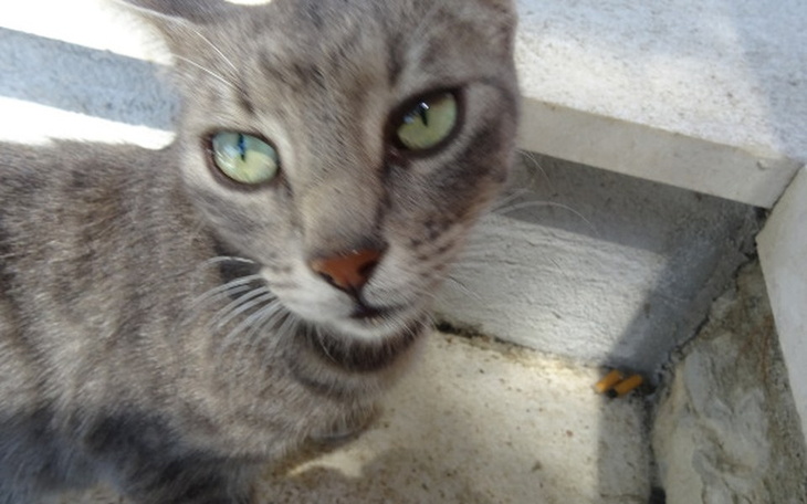 Szary kot z zielonymi oczami, patrzący w obiektyw.