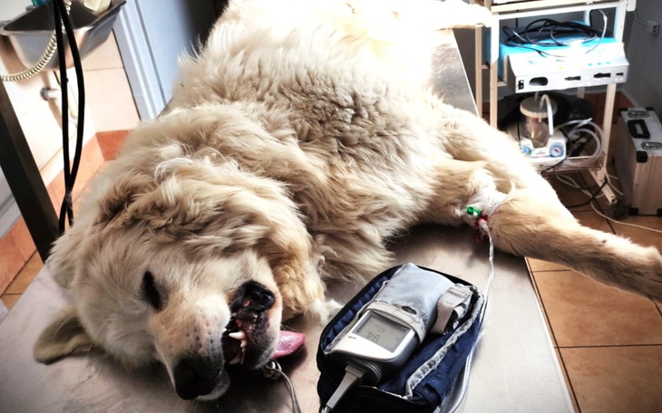 Zbiórka Leczenie zwierzaków Pegasusa - zdjęcie główne