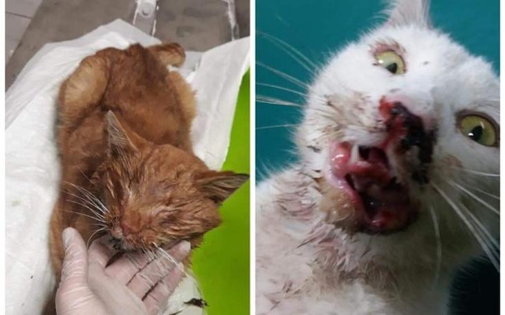 Zbiórka Operacja Ergisa i Białki - zdjęcie główne