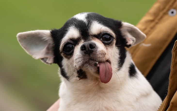 Chihuahua z wystawionym językiem, patrzący w obiektyw.