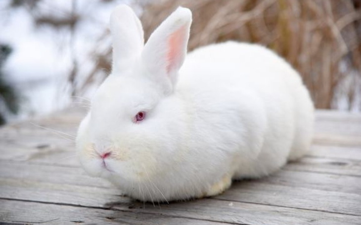 Zbiórka Na Wymarzonego królika - zdjęcie główne