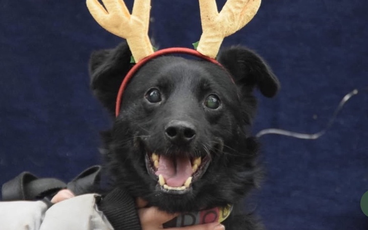 Szczęśliwy pies w reniferowych rogach, uśmiechający się do kamery.