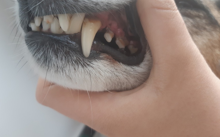 Zbiórka Zbiórka już udana dziękujemy - zdjęcie główne