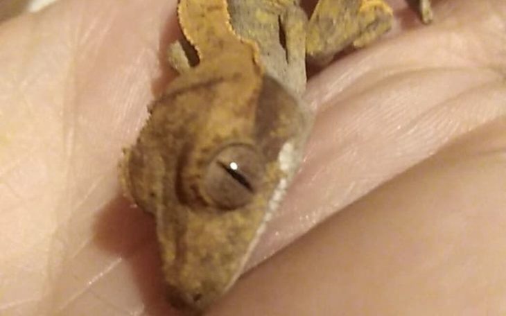 Zbiórka sklep zoologiczny z pasji - zdjęcie główne